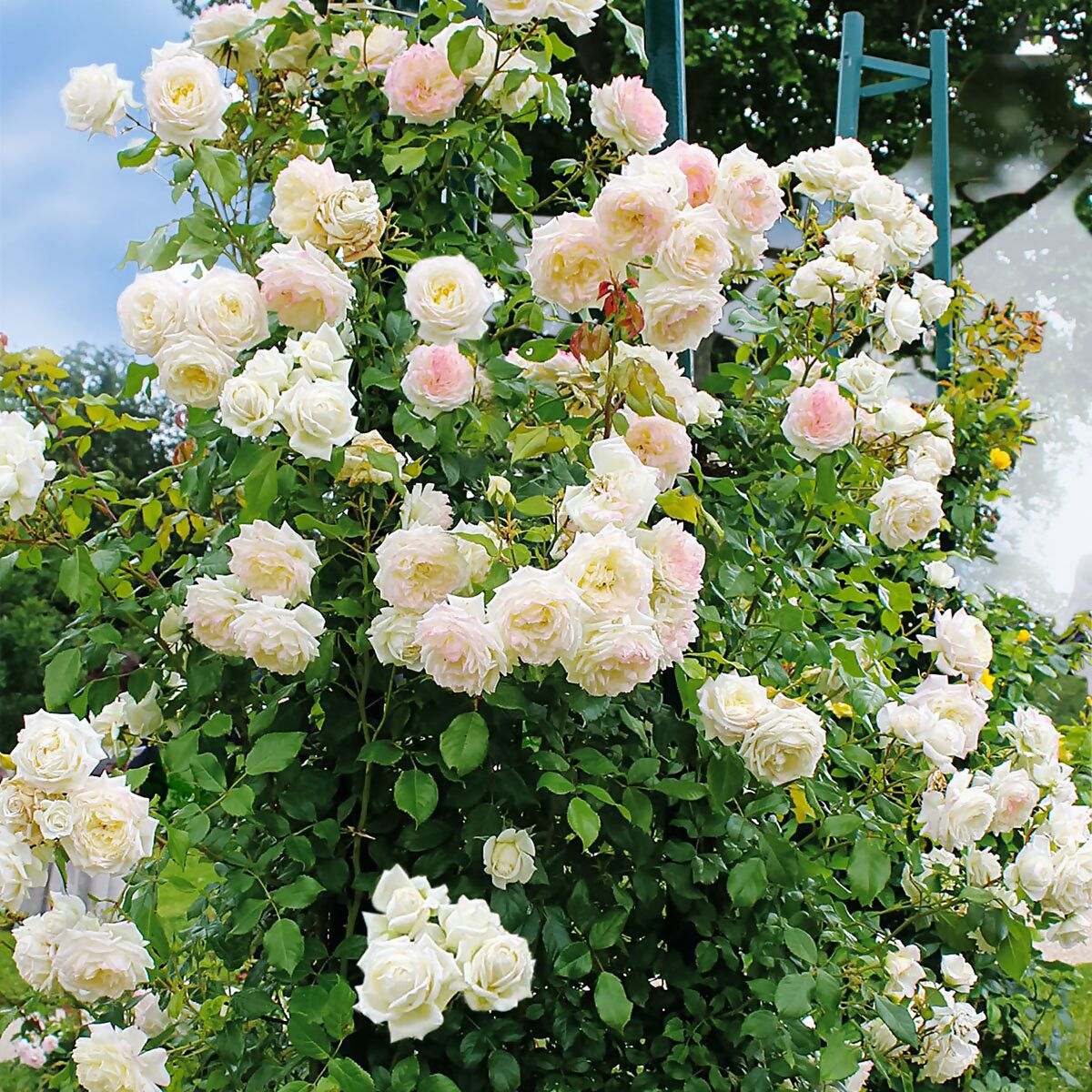 Rosa 'Alaska'